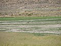 Coyote on the alkali flats