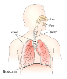 Respiratory system ru.svg