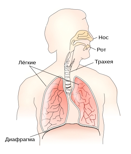 Где Находятся Бронхи У Человека Фото