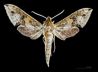 <i>Rhagastis</i> Genus of moths