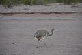 Rhea at Talampaya National Park.jpg