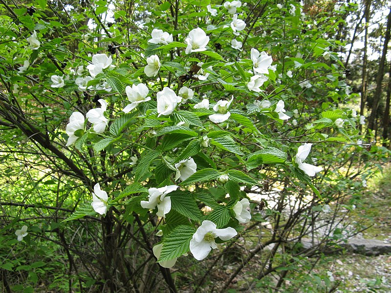 File:Rhodotypos scandens2.jpg