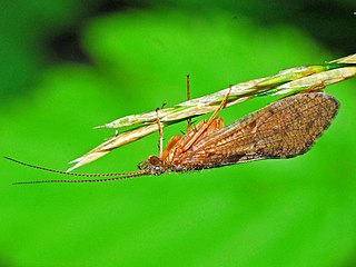 <i>Rhyacophila</i> Genus of caddisflies