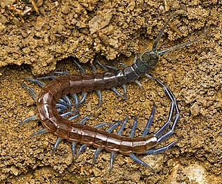 <i>Rhysida nuda</i> Species of centipede