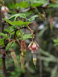 Ribes californicum.jpg