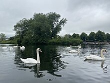 File:River_Barrow_with_swans_at_Carlow,_2021-07-03,_02.jpg