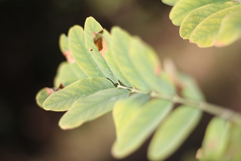 File:Robinia pseudoacacia - Bagrem (6).jpg