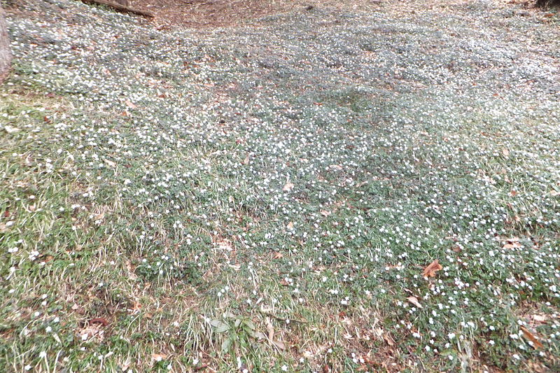 File:Rokko alpine botanical garden in 2014-3-2 No,21.JPG