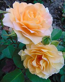 Rosa 'Bal Parfümü'.jpg