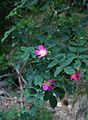 Rotblatt-Rose (Rosa glauca)