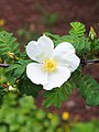 Rosa sericea var. pteracantha (właść. Rosa omeiensis), Róża czteropłatkowa odm. oskrzydlona, 2019-04-28