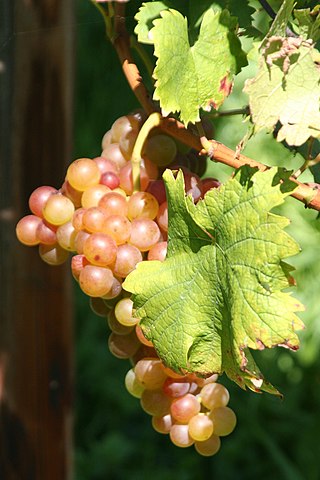 <span class="mw-page-title-main">Muscat Rouge à Petits Grains</span> Variety of grape