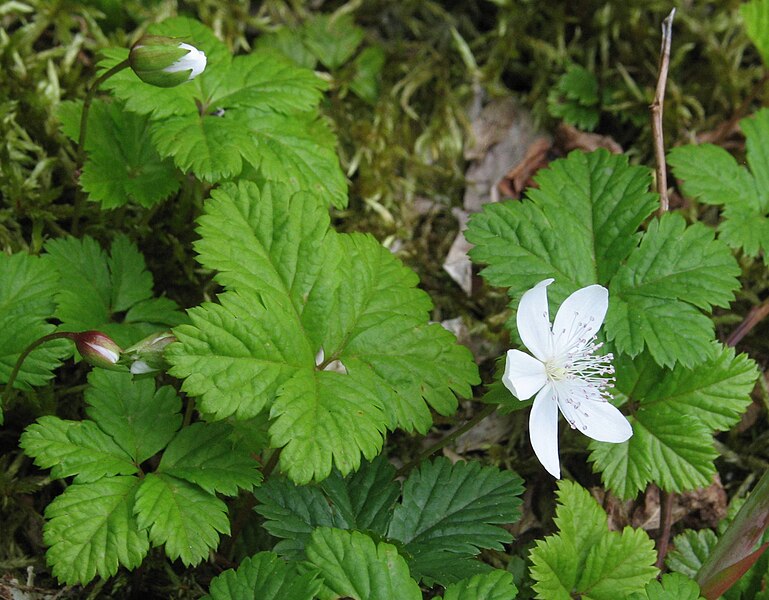 File:Rubus pedatus RF.jpg