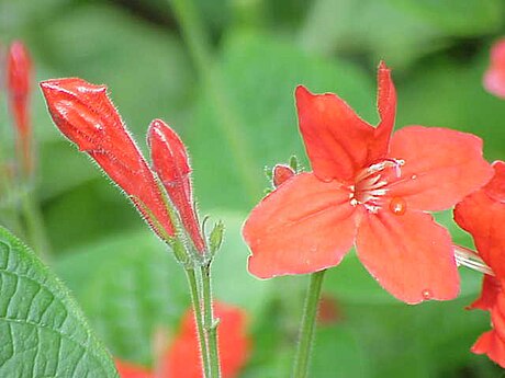 Ruellia