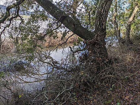 Rush Creek (Marin County)