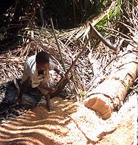Harvesting Sago pith to produce the starch in Papua New Guinea Sago Palm being harvested for Sago production PNG.jpg