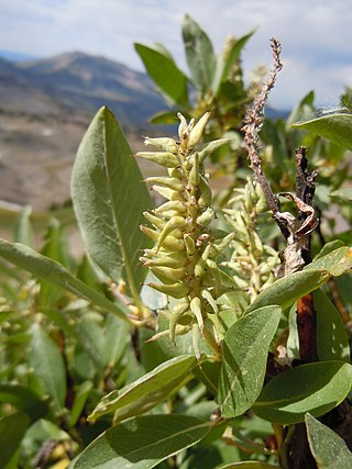 <i>Salix eastwoodiae</i> Species of willow