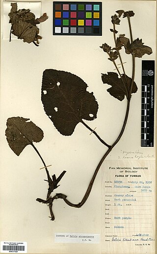 <i>Salvia atropurpurea</i> Species of flowering plant