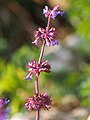 Salvia verticillata, Szałwia okręgowa, 2023-10-30