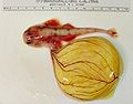 Embryo des ovoviviparen Engelhais mit Dottersack