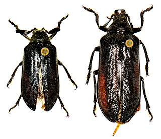 <i>Sandalus niger</i> Species of beetle