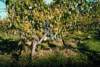 Ciliegiolo vines. Sassotondo, filare di ciliegiolo.jpg