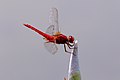 * Nomination Scarlet skimmer at Keitakuen in Osaka. --Laitche 14:36, 22 June 2016 (UTC) * Promotion Good quality. --Jacek Halicki 15:00, 22 June 2016 (UTC)
