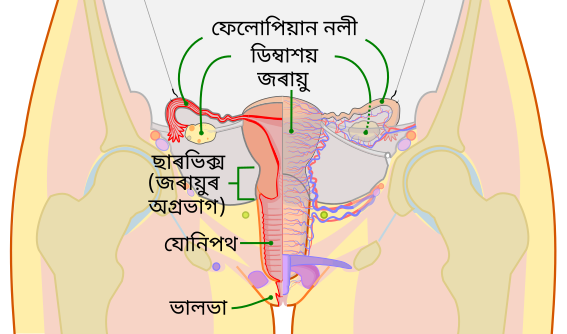 File:Scheme female reproductive system-as.svg