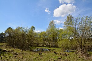 Schleswig-Holstein, Bark, Wittenborner Heide NIK 6032.jpg