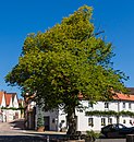 Two linden trees at Hauptstrasse 24/25