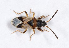 Scolopostethus thomsoni.jpg