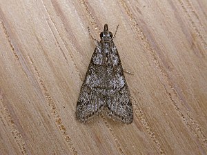 Scoparia paracycla (2910796973).jpg