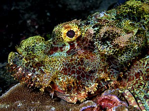 Llista De Peixos De La Mar Roja