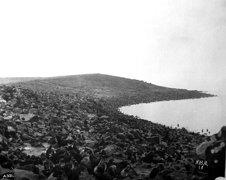 File:Seal rookery, Pribilof Islands, 1891.jpg