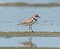 * Nomination Semipalmated plover at Jamaica Bay Wildlife Refuge --Rhododendrites 20:46, 31 May 2022 (UTC) * Promotion  Support Good quality. --Poco a poco 22:26, 31 May 2022 (UTC)