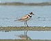 Semipalmated plover at JBWR (30419).jpg