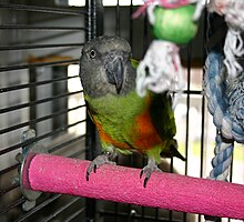 Pet parrot in a cage with toys. The perch is made from a hard material in an attempt to wear down the tips of claws. However, these type of perches tend to cause lesions on the bottoms of the feet and are not very effective at keeping the nails short. Senegal Parrot (Poicephalus senegalus) perching on concrete perch.jpg