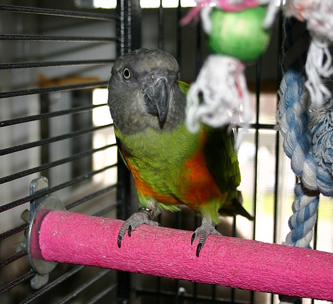 File:Senegal Parrot (Poicephalus senegalus) perching on concrete perch.jpg