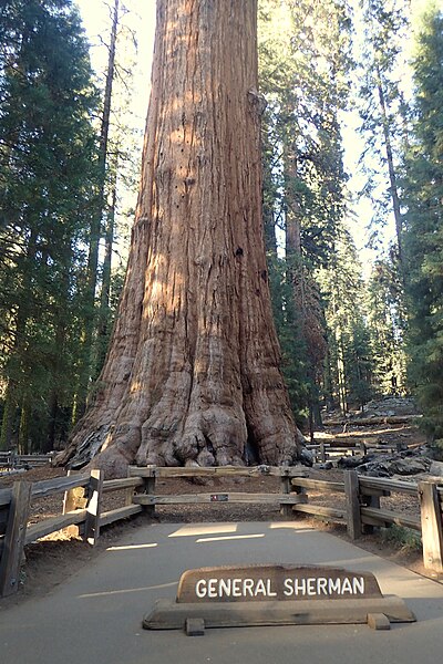 File:Sequoiadendron giganteum kz03.jpg