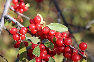 Shepherdia canadensis 05.JPG