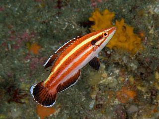 <i>Bodianus masudai</i> Species of fish