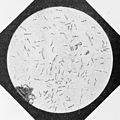 Silkworm disease called flachery, Pasteur. Wellcome M0013315.jpg