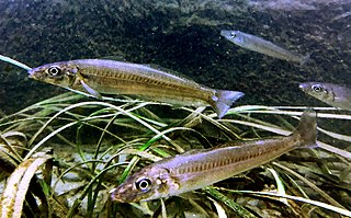 <span class="mw-page-title-main">Japanese whiting</span> Species of fish