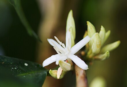 The flower of a Singararutang coffee tree