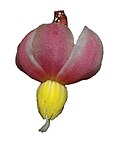 Thumbnail for File:Sirdavidia solannona flower.jpg