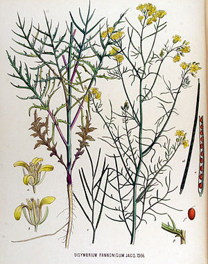 Hungarian rocket (Sisymbrium altissimum), illustration