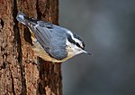 Miniatura para Sitta canadensis