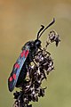 * Nomination Six-spot burnet (Zygaena filipendulae) --Charlesjsharp 20:00, 17 July 2022 (UTC) * Promotion Good quality. --Kritzolina 06:21, 20 July 2022 (UTC)