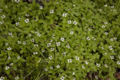 Cornus suecica