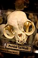Skull of a Persian cat.jpg